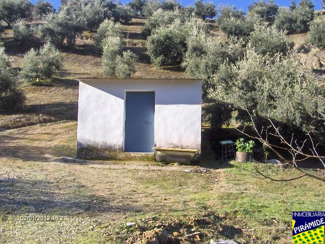 Olivar en venta en Priego de Córdoba